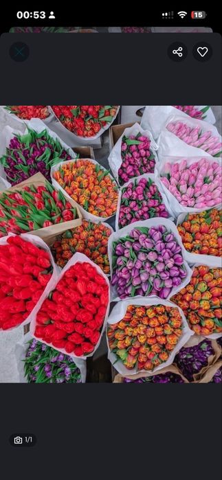 Тюлпаны свежи әдемі