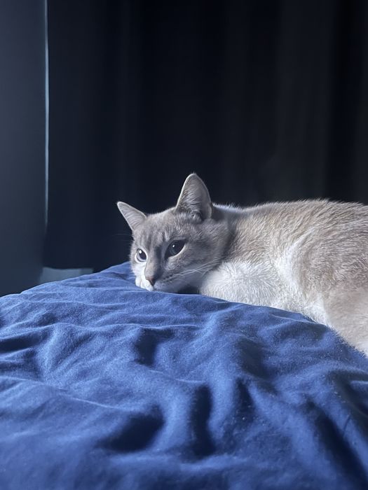 Вязка кошка, кота