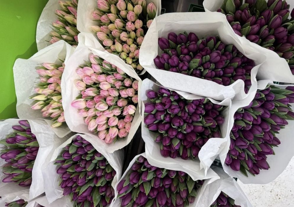 Цветы тюльпаны голландия