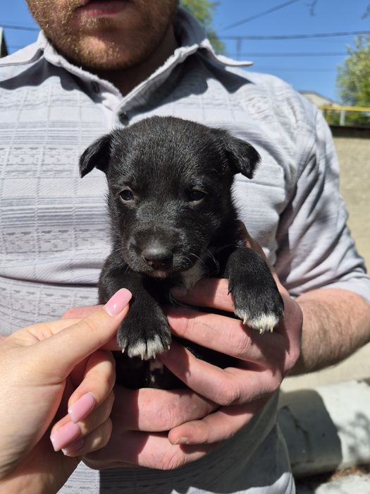 Щенки 2 месяца (4 мальчика, 2 девочки)