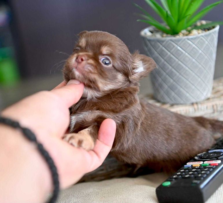 Мъжко миниатюрно дългокосместо чихуахуа шоколадов тен