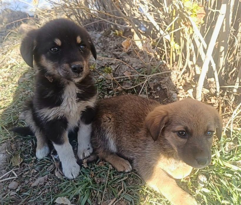 щенята девочки в хорошие руки