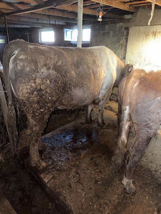 Продаются бычки с откорма