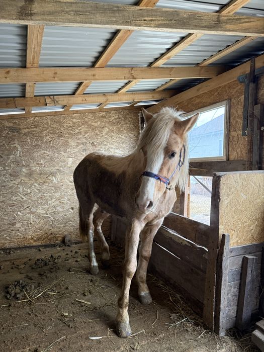 Кунан сатылады бағасына келісеміз