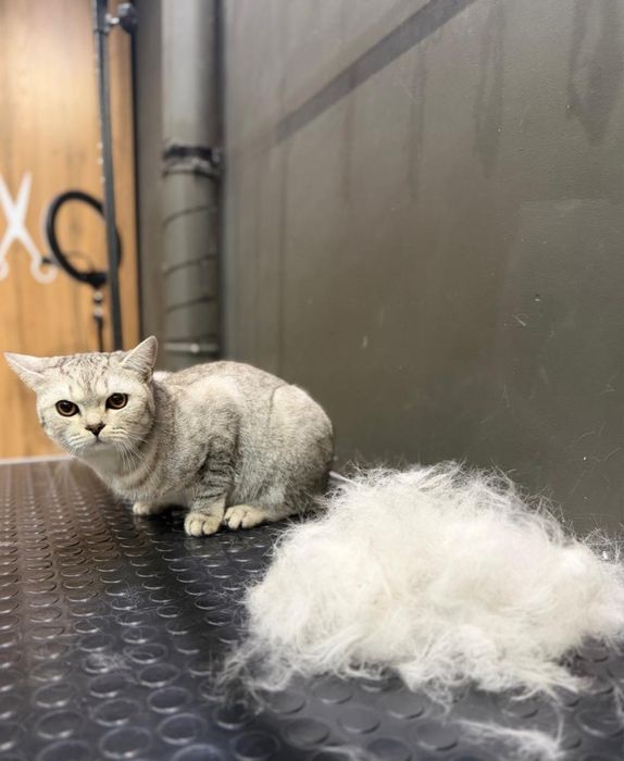 Котенок скоттиш страйт