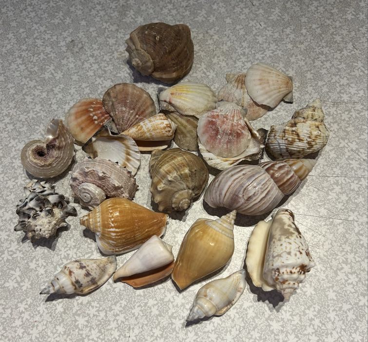 Ракушки разные морские