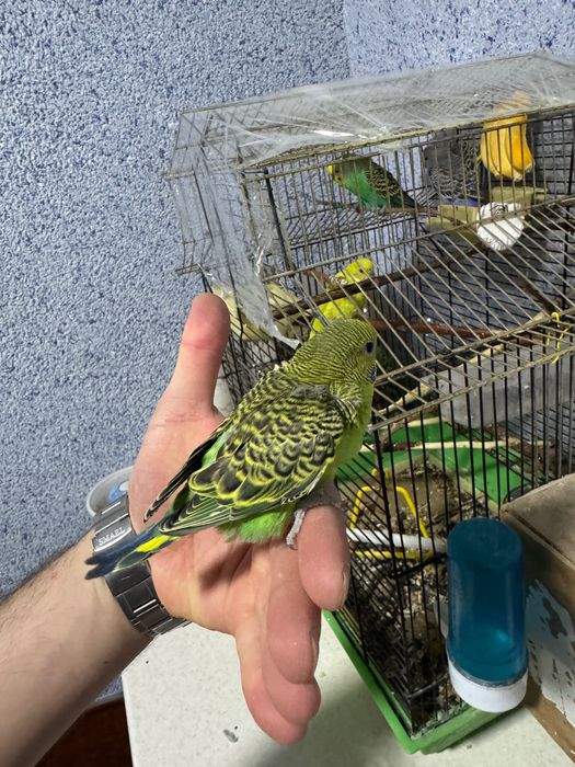 Попугай волнистый