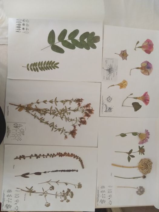 Гербарий с калькой-700 тг