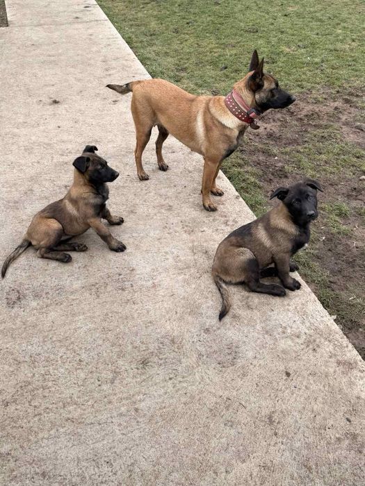 Белгийска овчарка Малиноа