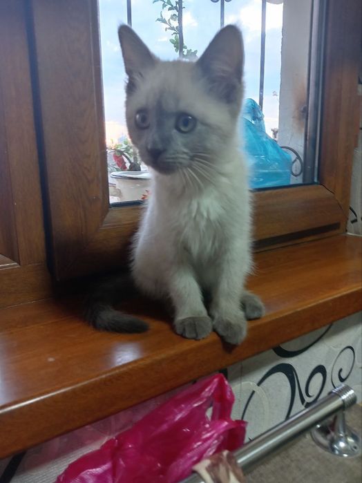 Mushuk erkak seyamskiy