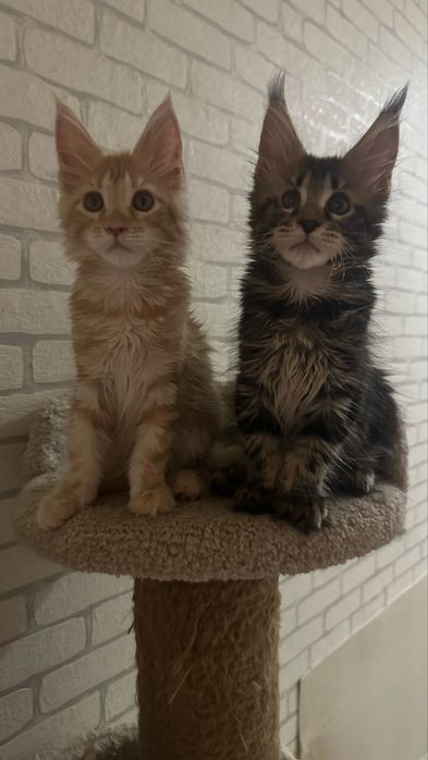 Котята продажа бронь питомник Мейн-Кун