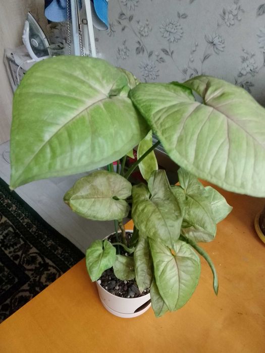 Сингониумы,монстеры,филодендроны,сциндаптусы