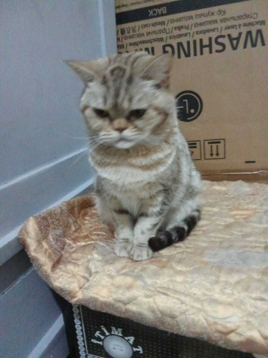 Необычная кошечка ищет дом