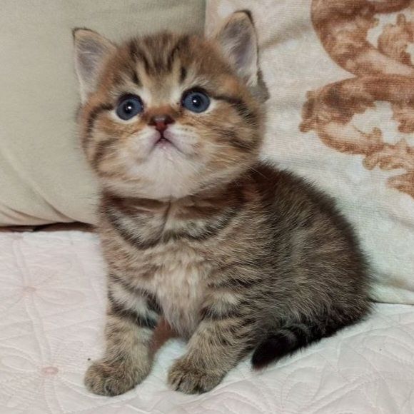 Продаётся чудный мальчик скотишстрайт, шиншилла золотой табби.