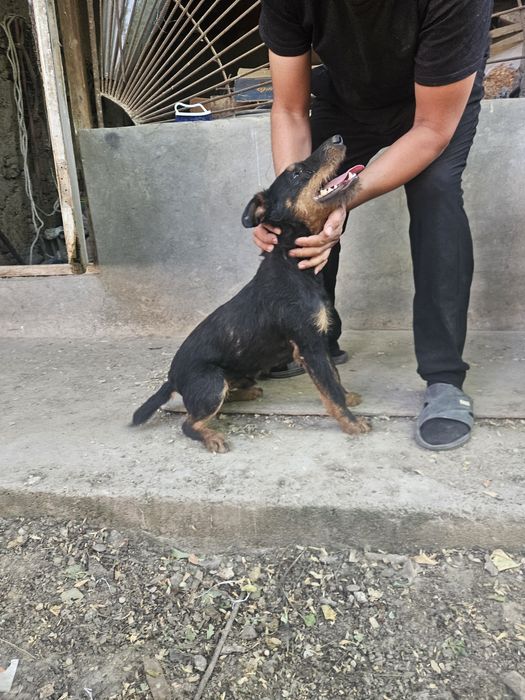 Яктерер Сучка и Кабель