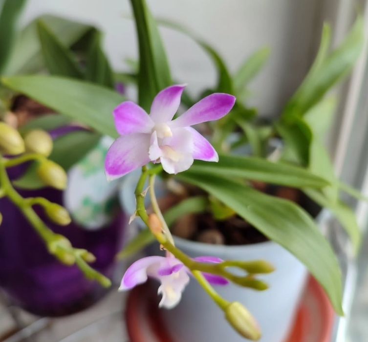 Орхидеи Берри Ода, Ровелло