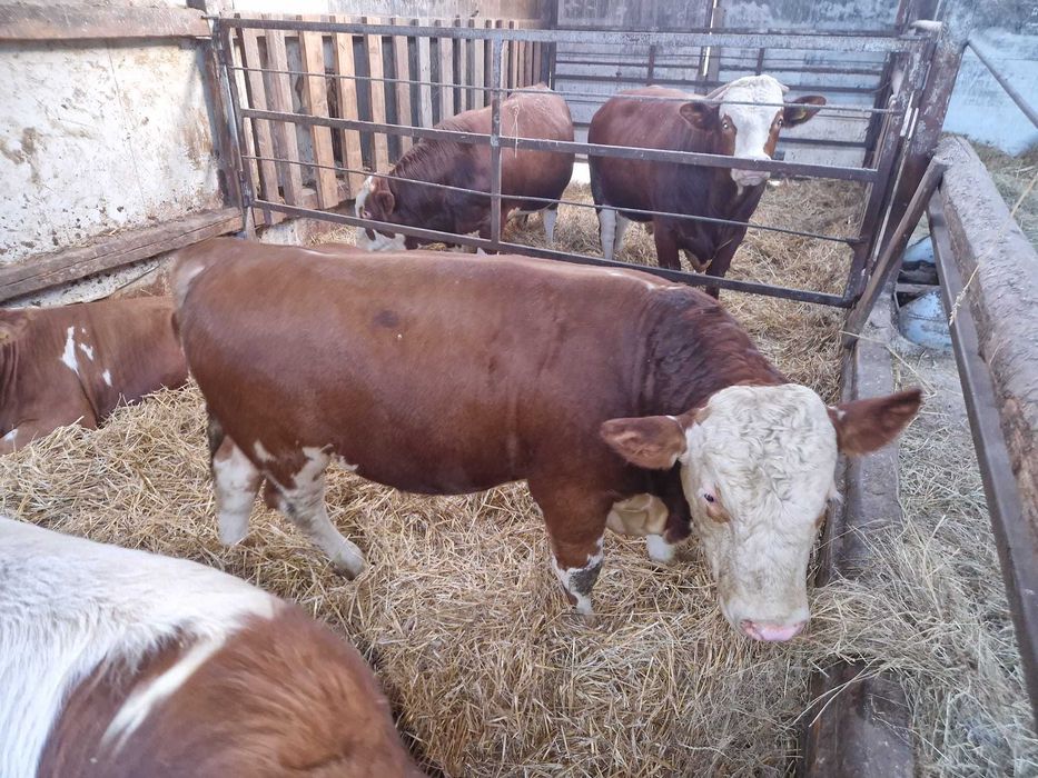 Taur cu certificat origine, fãrã certificat de origine