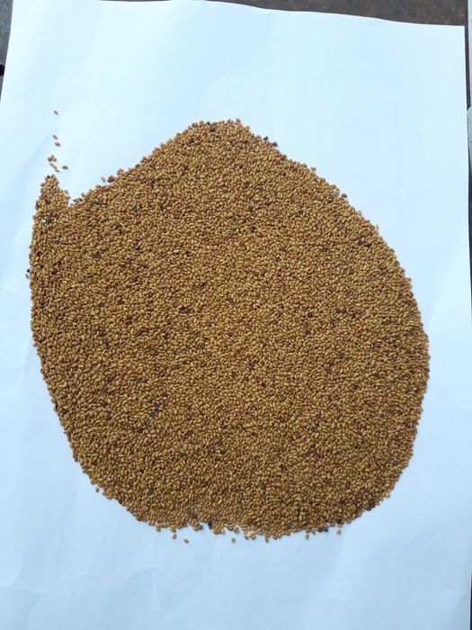 Samanta Lucerna Selectată si Descuscutata recolta 2025