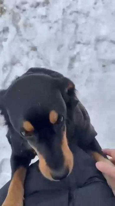 Собаке нужен дом! Срочно!