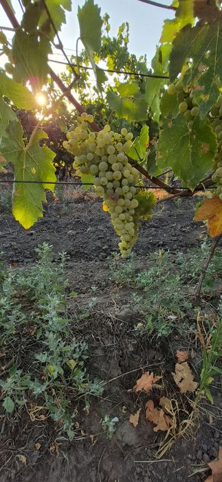 Struguri  de vin si masa