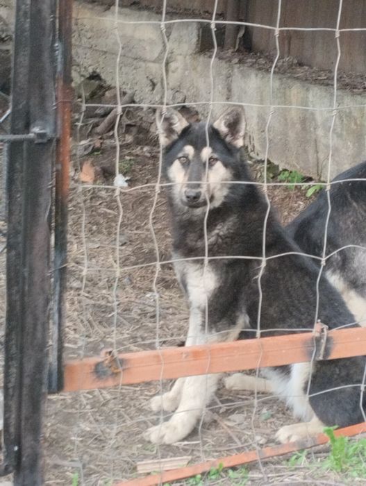 Европеиц сука девять месяцев т