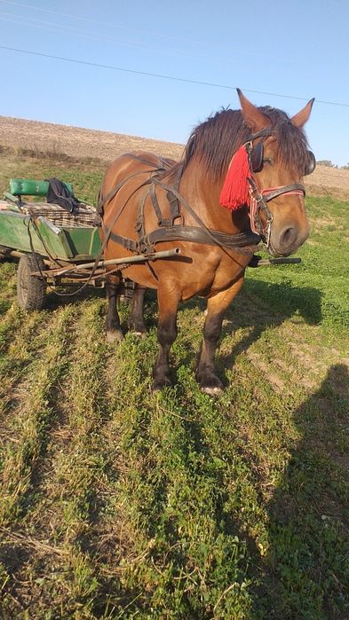 Vad iapă cu manza