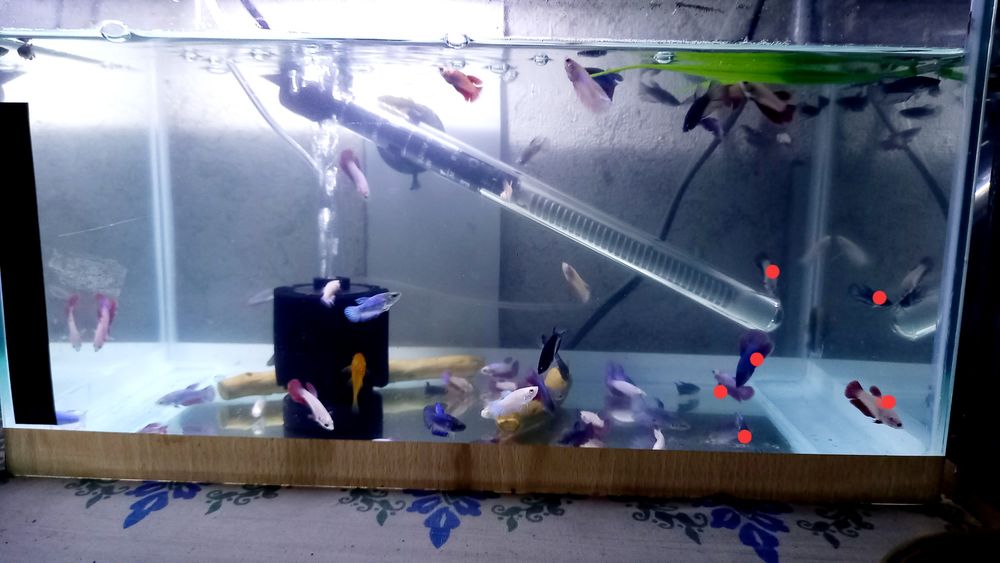 петушокла сотилади оптом fish