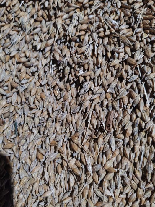 Пшеница , ячмень 88