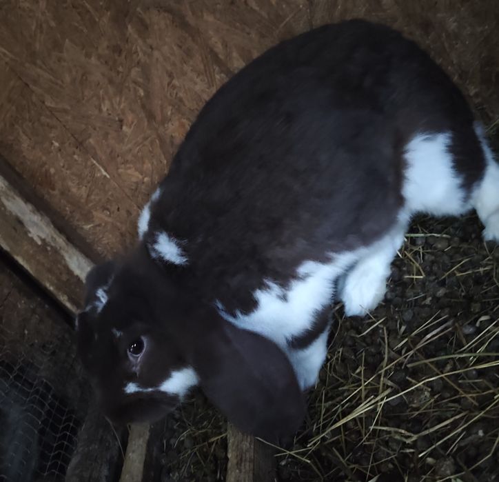 Masculi disponibili de 7 luni urgent