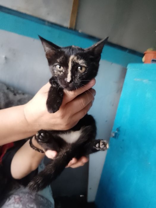 Отдам в хорошие руки кошек