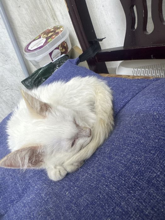 Котенок мальчик