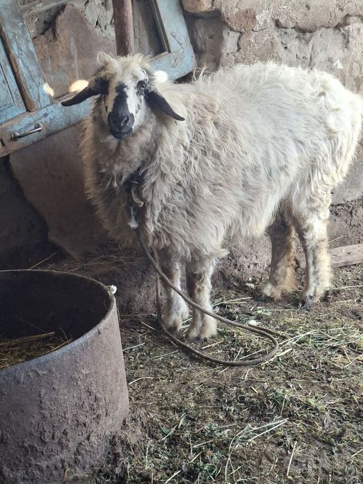 Qòy sotiladi 5500 yana kelishiladi