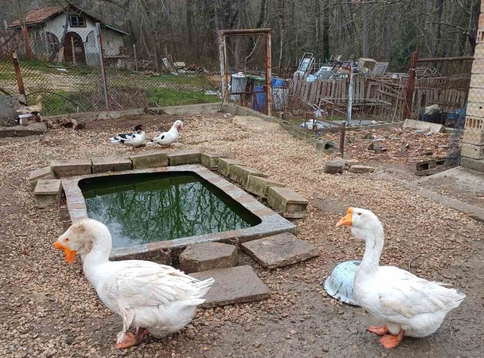 Хомоголски Гъски