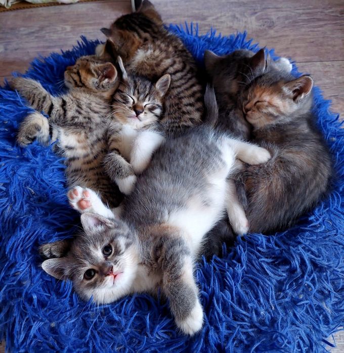 Продаём милых котят