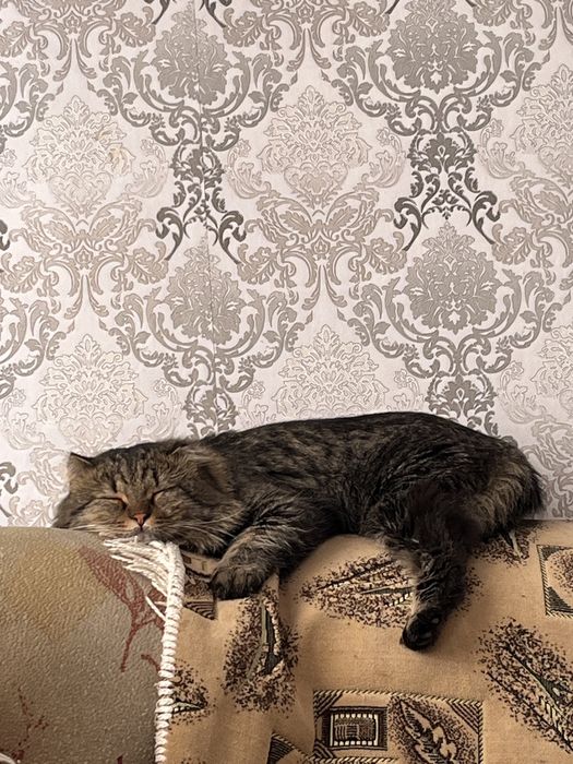 ПРОПАЛ КОТ. Помогите найти!