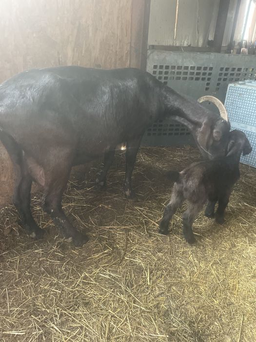 Capra cu ieduta anglo nubian