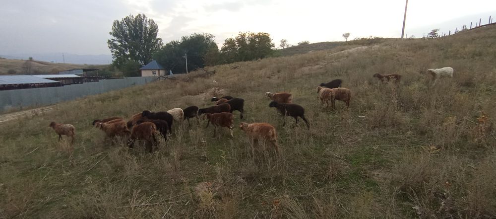 Продам 10 баранов (токты)