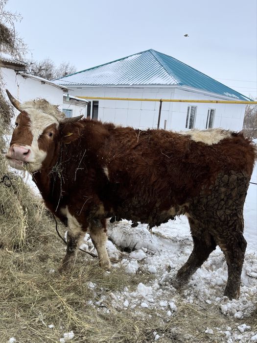 Өгіздер сатылады