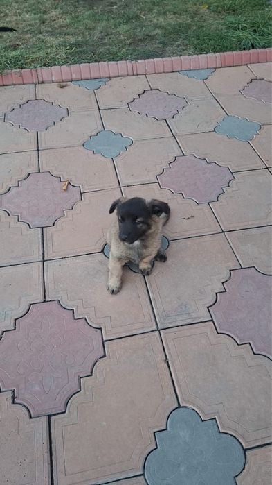 Бесплатно отдам щенят