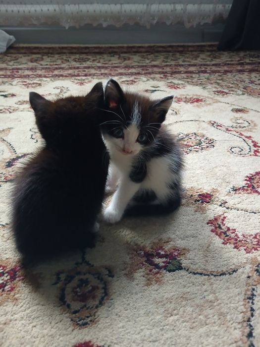 Отдам котят бесплатно