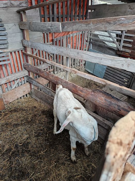 Vând /Schimb 2 capre Anglo Nubian și Metis Alpin