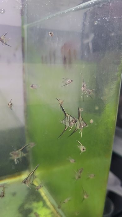 Rio Nanay Angelfish малки