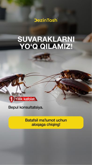 dezinfeksiya klapa tarakan klopa  дезинфекция уничтожения таракан