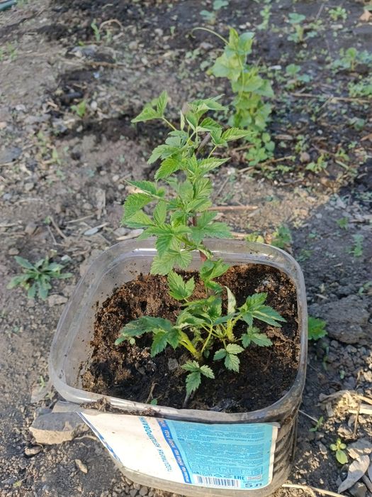 Продам саженцы клубники