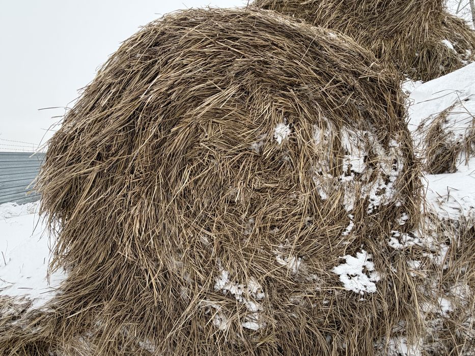 Продам сено лиман