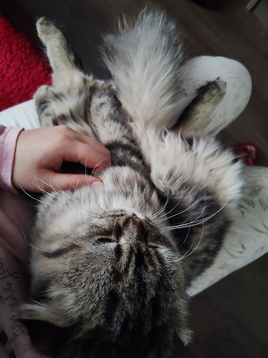 Scottish Fold zotli mushuk