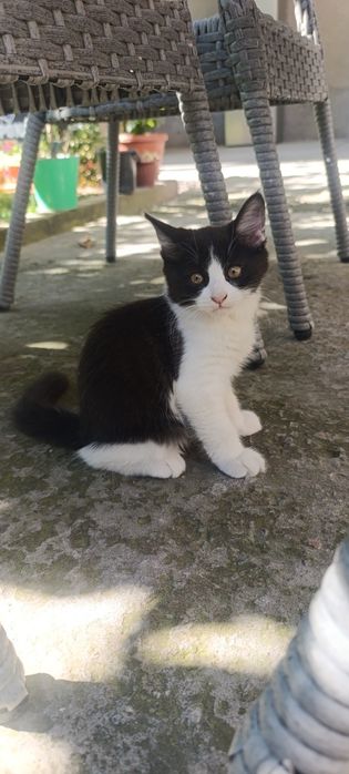 Turetskiy angora bolasi