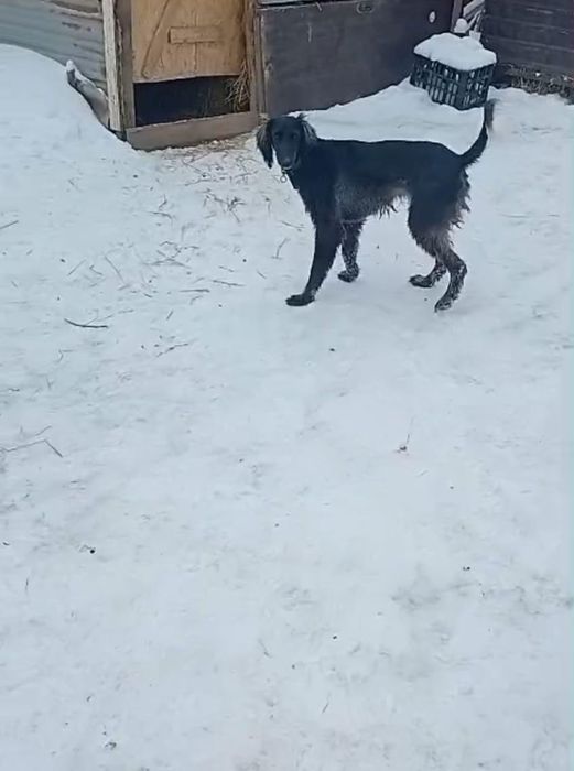 Казакы тазы сатылады