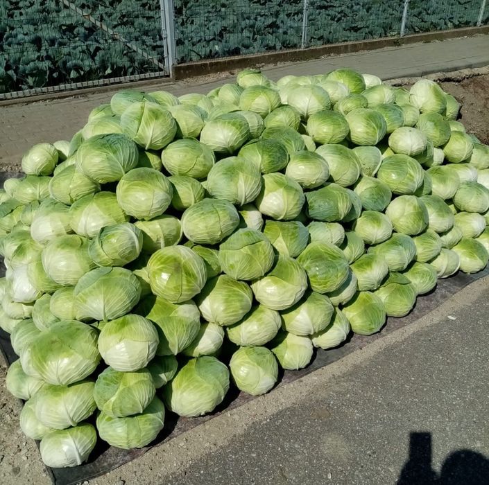 Vând varză de toamna