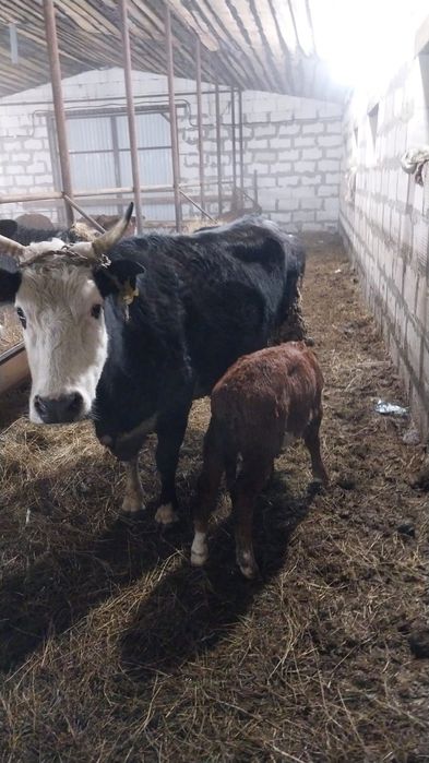 Продам корову с теленком.